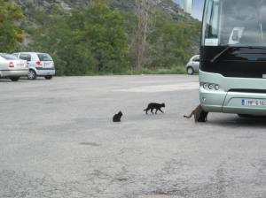 These cats were able to catch a bus at the site faster than we were,