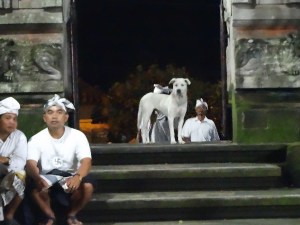 This dog is waiting too